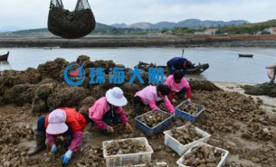 生蠔自動分揀機，取代人工分揀，高效精準省人工