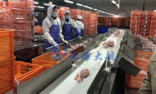 白條雞分揀機(jī)、整鴨分選機(jī)高效取代人工分揀，比人工快5倍