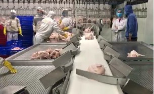 禽肉分選機(jī)_雞肉分選機(jī)_鴨肉分選機(jī)_肉雞稱重分選機(jī)_禽肉胴體分級秤_袋裝雞自動(dòng)分揀_